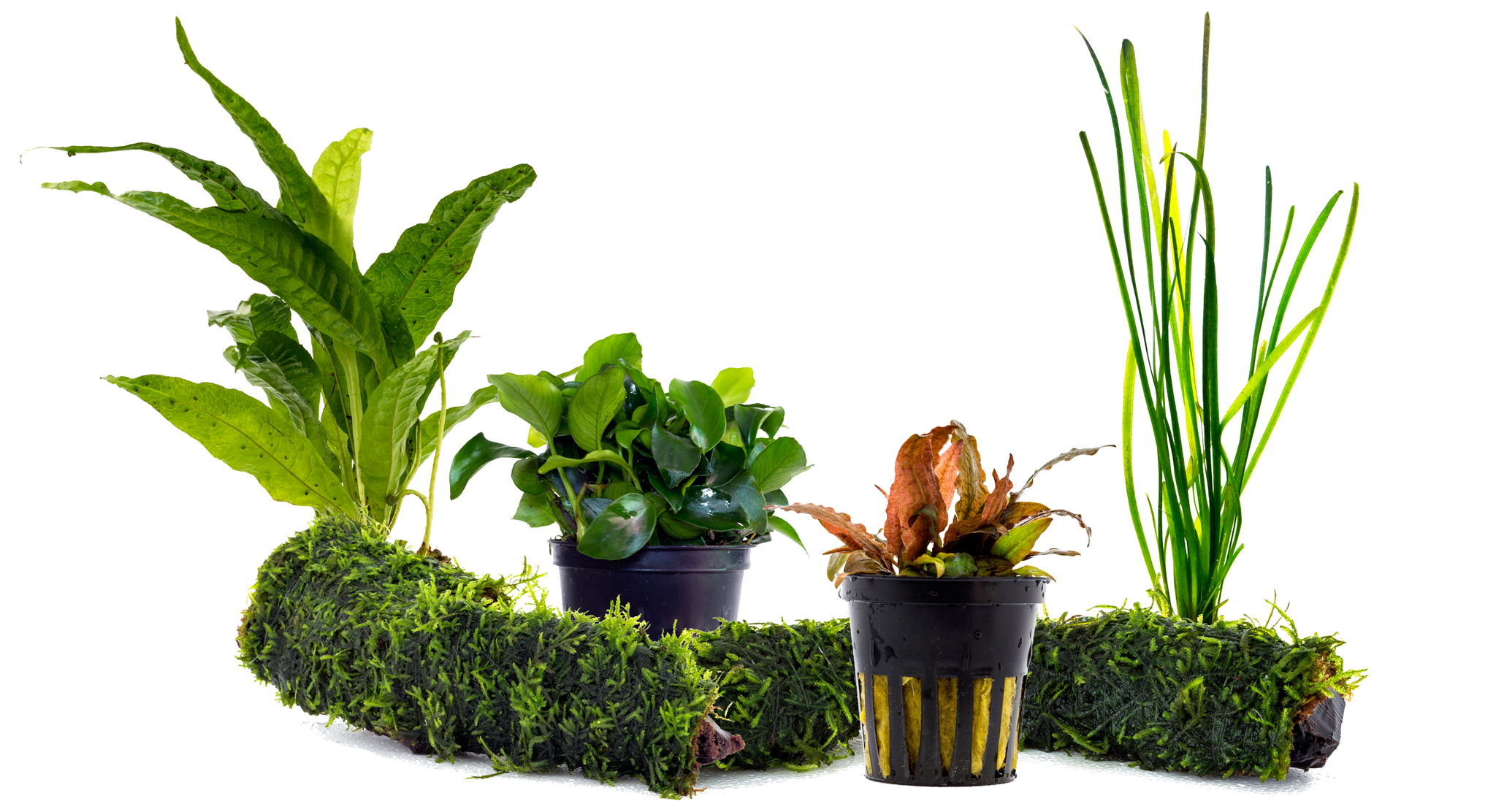 5 Easy Aquarium Plants for Beginners