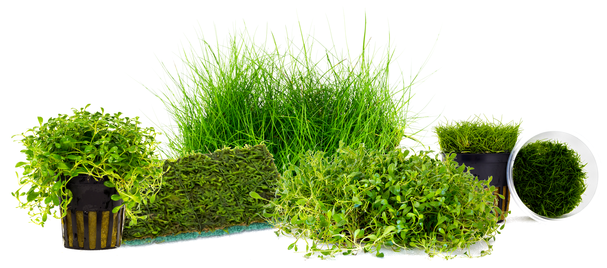 5 Great Aquarium Plants for Carpeting Felix Smart
