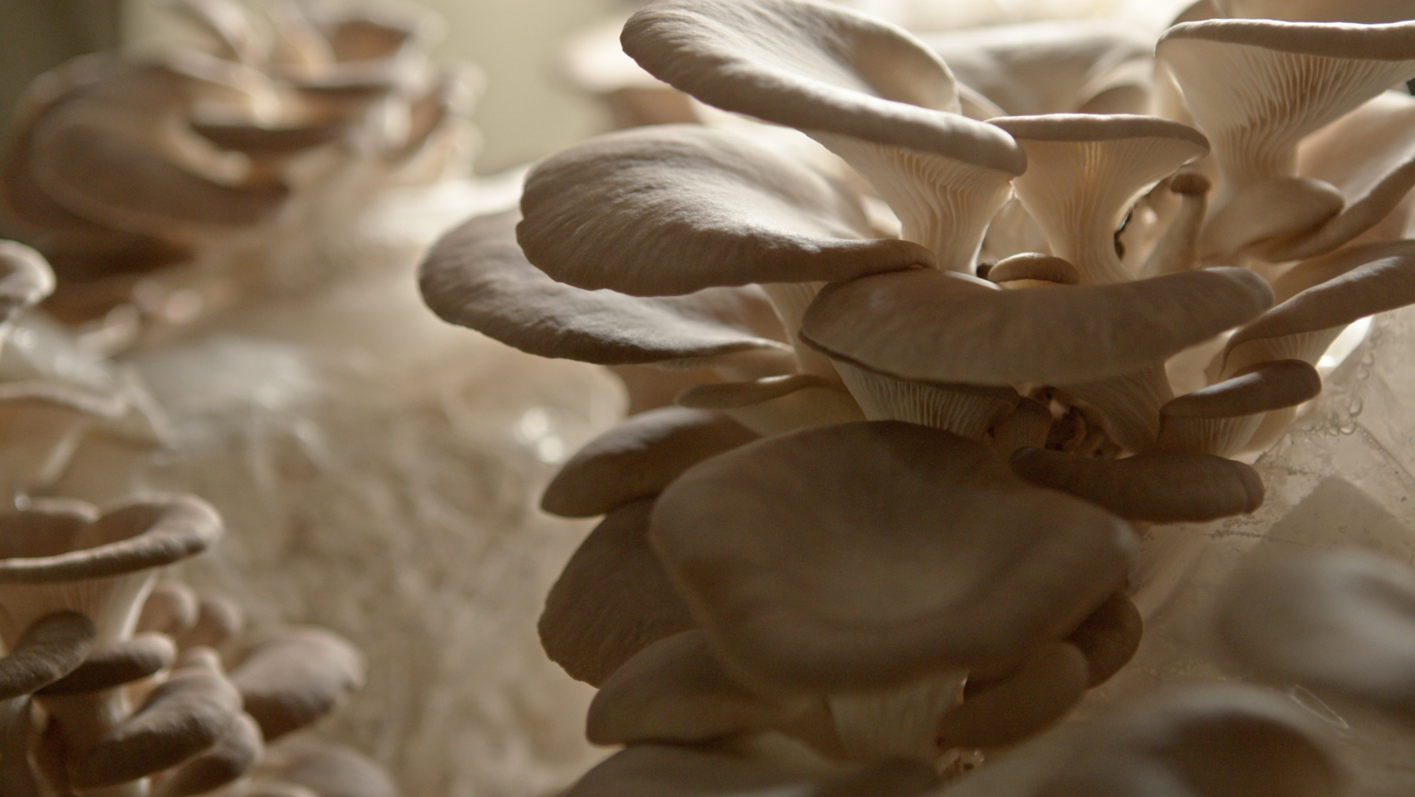 Why Mushroom Growth Requires a Fan & Fresh Air Exchange