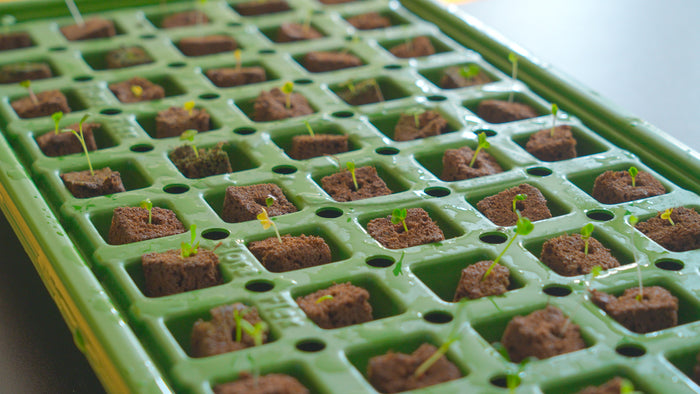 A Simple Guide to Starting Seeds for Hydroponics
