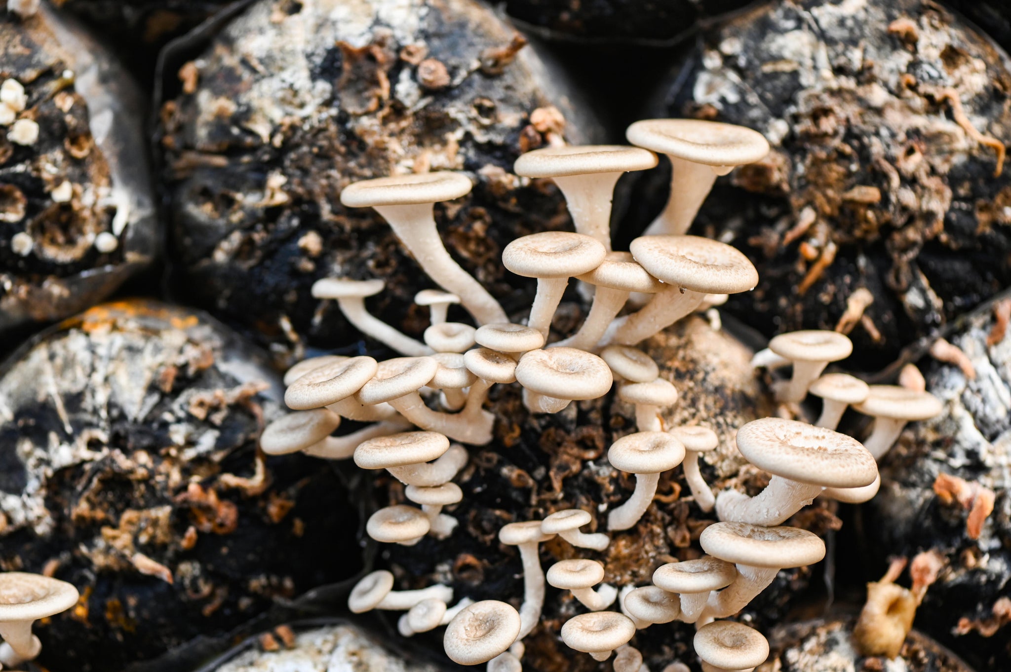 Exploring the Impact of Moisture Levels on Mushroom Substrate