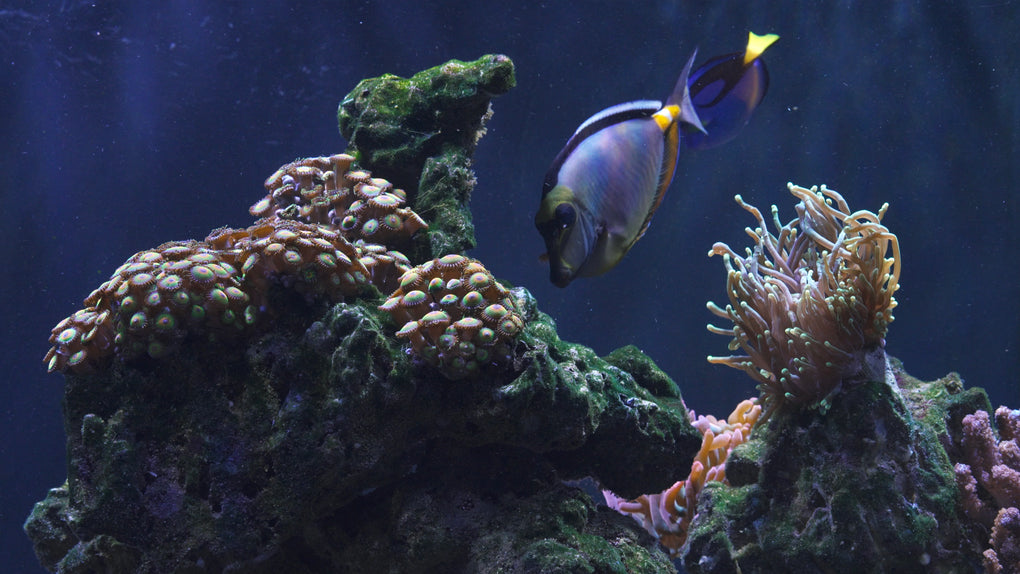 Various types of coral and tropical fish are shown, including zoanthids, green polyps, anemones, and more!